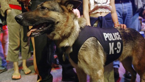 Un muerto y un perro policía K-9 herido tras un tiroteo en Tennessee