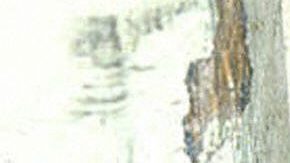 VIDEO: Captan a rata paseado en quirófano de hospital al norte de México