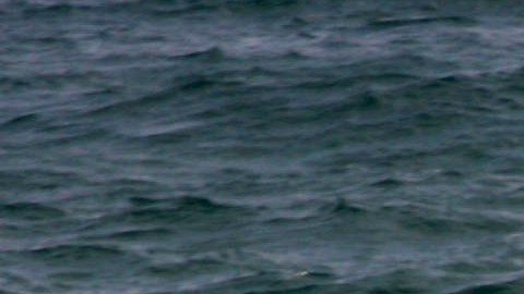 Niña de 13 años luchó contra un tiburón en una playa de Florida después de ser mordida en el estómago