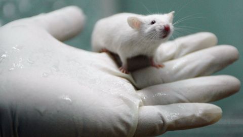 Nuevo gel revolucionario cura el 100 % de los ratones con cáncer cerebral agresivo, según estudio