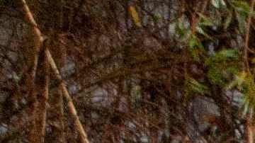 Niño de 8 años muere y menor de 4 años sigue desaparecido tras ser arrastrados por río cerca de Fresno