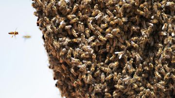 Madre en Arizona enfrenta a enjambre de abejas para salvar a niños del ataque y recibe 75 piquetes