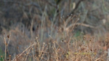 Violencia en México