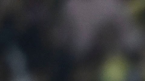 Veljko Paunovic celebra con sus jugadores la victoria sobre América.