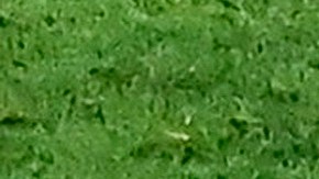 La derrota de Chivas provocó reacciones inauditas entre sus fans.