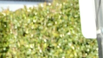 Myrka Dellanos en los Latin American Music Awards 2018.