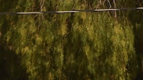 Policía de California investiga a un posible asesino en serie cerca del campus de UC Davis