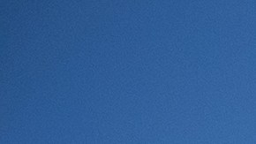 Mascotas sacrificadas en 2022 alcanzaron las 378,000; Texas y California encabezan lista de crisis animal