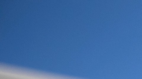 Mascotas sacrificadas en 2022 alcanzaron las 378,000; Texas y California encabezan lista de crisis animal