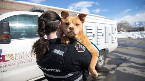 Mascotas sacrificadas en 2022 alcanzaron las 378,000; Texas y California encabezan lista de crisis animal