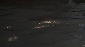 El vídeo que se ha hecho viral se muestra cómo el vehículo empieza a hundirse en las aguas hawaianas mientras la conductora y su acompañante siguen abrochados en sus asientos. / Foto: Getty Images