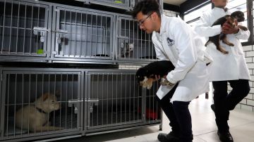 Inauguran en México primer hotel para perros y gatos abandonados; se estima que hay más de 21 millones en las calles