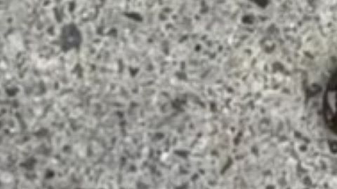 Gusano martillo detectado en Texas.