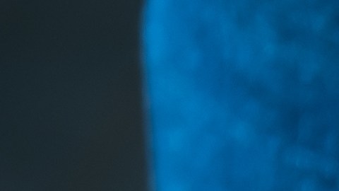 El laurel es una de las plantas más usadas en los rituales para el dinero.