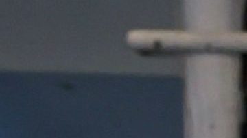 Ludwika Paleta enfurece a sus fans en redes por molestar a un gorila | Mezcalent