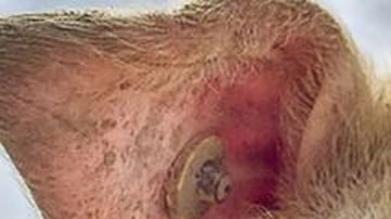 Energías limpias: el extraordinario aumento del uso de grasa de animales para producir combustibles ecológicos