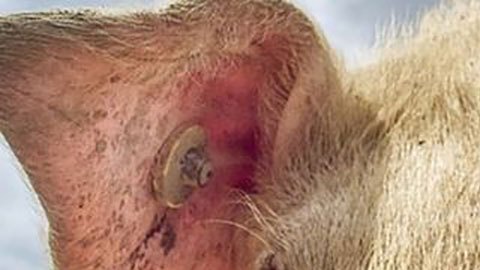 Energías limpias: el extraordinario aumento del uso de grasa de animales para producir combustibles ecológicos