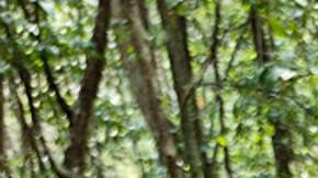 Investigadores mexicanos descubren antigua ciudad maya en Campeche, sureste del país