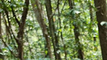 Investigadores mexicanos descubren antigua ciudad maya en Campeche, sureste del país