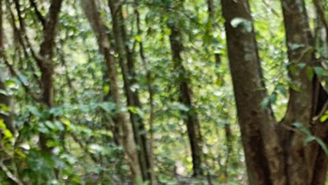 Investigadores mexicanos descubren antigua ciudad maya en Campeche, sureste del país