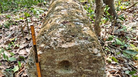 Investigadores mexicanos descubren antigua ciudad maya en Campeche, sureste del país