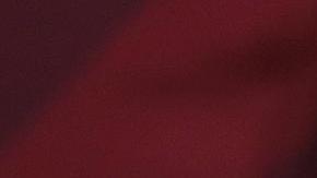 López Obrador propone reforma constitucional para reconocer los derechos de los animales