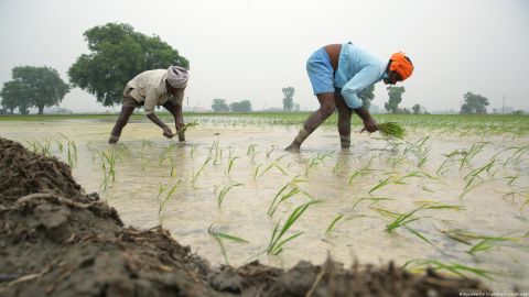 Cómo El Niño podría prolongar la inflación alimentaria