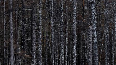Incendios crecen en Canadá y podrían durar "todo el verano"