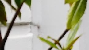 "Partygate": Johnson "engañó deliberadamente" al Parlamento