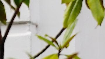 "Partygate": Johnson "engañó deliberadamente" al Parlamento