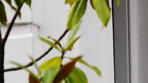 "Partygate": Johnson "engañó deliberadamente" al Parlamento