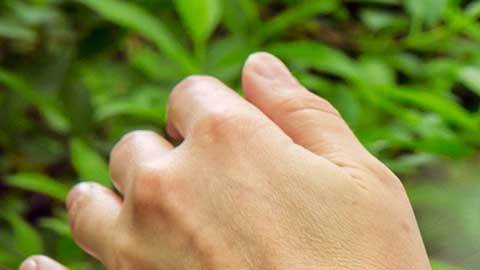 CR-Health-InlineHero-Do-Natural-Repellents-Work-05-19jpg