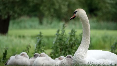 Arrestan a tres adolescentes por matar y comerse a un cisne muy apreciado en un pueblo de Nueva York