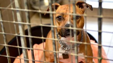 Queman a perrito en México por "robar" comida; ahora piden castigo para responsables de la agresión