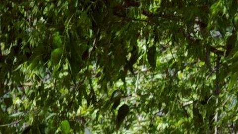 Rocían con ácido toboganes de un parque infantil en Massachusetts