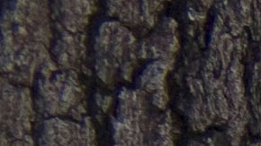 Se espera que la ola de calor llegue a partes de Texas y millones en riesgo de clima severo