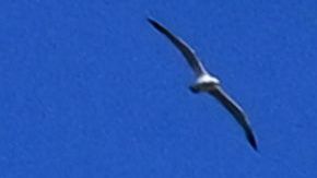 VIDEO: Graban a turista tallando nombre de su prometida en el Coliseo romano