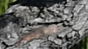 (FILES) In this file photo a woman wears a facemask picking up a child as an Alhambra Unified School District as a crossing guard stops traffic outside Ramona Elementary School on February 4, 2020 in Alhambra, California. - As the coronavirus pandemic forces the closing of more schools and workplaces, the health crisis has exposed the "digital divide" which allows some to stay on task remotely, with others left out.A growing number of students from grade school to university are moving to virtual classrooms, and while millions of office workers are being asked to work from home as a result of the expanding public health emergency. (Photo by Frederic J. BROWN / AFP) (Photo by FREDERIC J. BROWN/AFP via Getty Images)