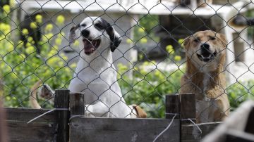Rescued dogs look from behind a fence at a shelter, managed by the animal protection NGO Carma, in the area of Koura, north of the Lebanese capital Beirut on April 3, 2020. - According to Razzouk, dogs and cats are getting dumped every day as a result of the outbreak of Covid-19. Razzouk added, that the NGO is flooded with messages from people asking if the shelter can take another unwanted pet. (Photo by JOSEPH EID / AFP) (Photo by JOSEPH EID/AFP via Getty Images)