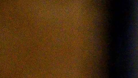 Perros que fueron salvados del comercio de carne de China tiene nuevo hogar en LAX en programa de rescates internacionales