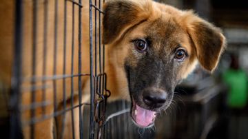 Perros que fueron salvados del comercio de carne de China tiene nuevo hogar en LAX en programa de rescates internacionales