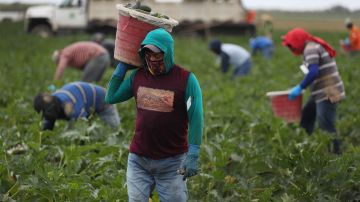 Se estima que más del 40% de los trabajadores agrícolas de Florida son indocumentados.
