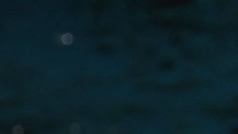 Arrestan a joven que saltó al estanque de caimanes de un zoológico de Florida para grabar un video