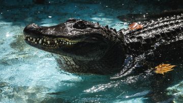 Arrestan a joven que saltó al estanque de caimanes de un zoológico de Florida para grabar un video