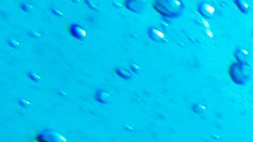 Turista ruso muere por ataque de tiburón tigre en la costa del Mar Rojo de Egipto