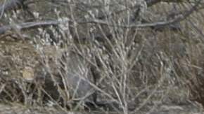 En los últimos dos meses, encuentran 55 fosas clandestinas con restos en México