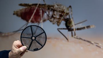 Detectan en Texas el primer caso de transmisión local de malaria desde 1994