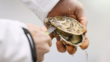 Hombre de Missouri murió tras contraer bacterias carnívoras por comer ostras crudas