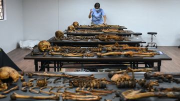 Macabro: Venden restos humanos donados a la morgue de la Escuela de Medicina de Harvard, según federales
