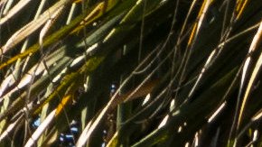 Exponen argumentos finales en el juicio contra oficial de Parkland acusado de no confrontar al tirador de la escuela